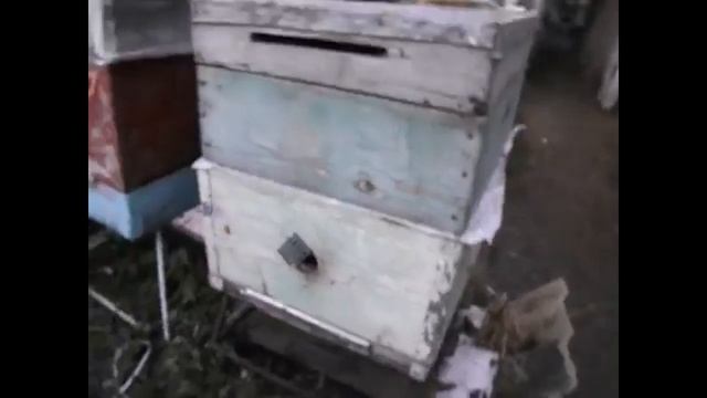 ноябрь и важные работы с пчелами, на что необходимо обратить внимание и как не допустить ошибок смотреть онлайн