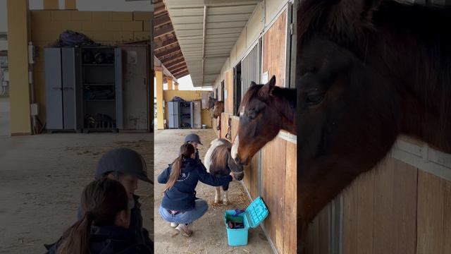 Adorable pony are the greatest friends of small children