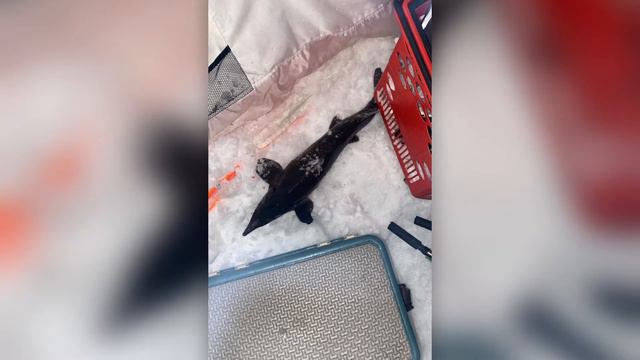 Фотоотчет рыбалки с 12.02.21-13.02.21 смотреть онлайн