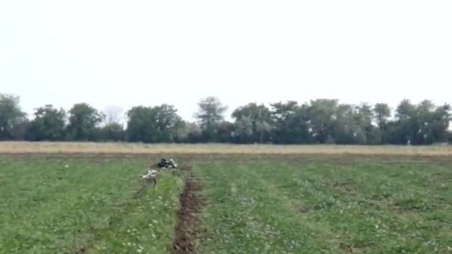 Выращивание арбуза под капельным орошением