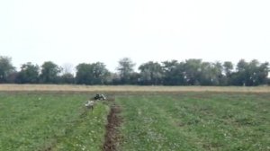 Выращивание арбуза под капельным орошением