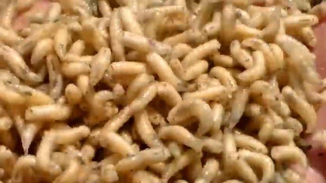 Корыто опарыша / Trough with maggot