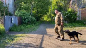 Немецкая овчарка 5 месяцев Лорд! Дрессировка!