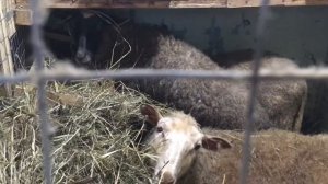 Конденсат в курятнике