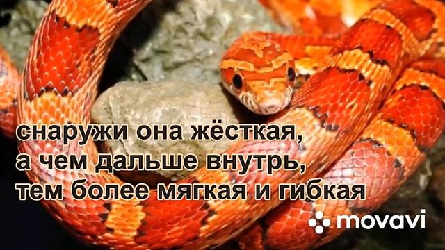 Уникальная кожа