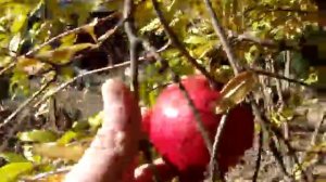 ГРАНАТ PUNICA в ОТКРЫТОМ ГРУНТЕ ✿ РАСТЕНИЯ в КРЫМУ