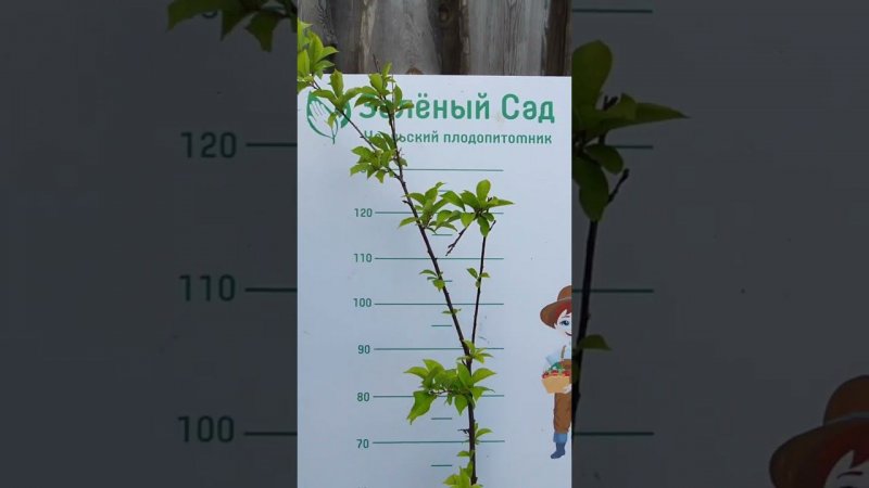 слива саженец 2х летний #саженцы #саженцы #garden #огород #gardening #nature #plants #fruit