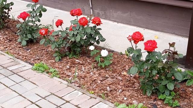 Розы в моем саду. Чайно гибридная роза Люксор . смотреть онлайн