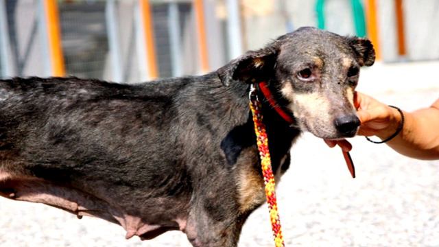 Эта несчастная окаменевшая собака никогда не думала, что ее кто-то полюбит смотреть онлайн