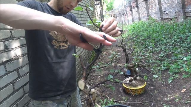 В гостях у Антона. Часть 2. Формируем бонсай из березы. смотреть онлайн