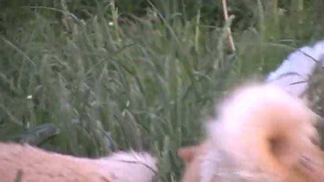 Собаки лайки Петра Крисака смотреть онлайн