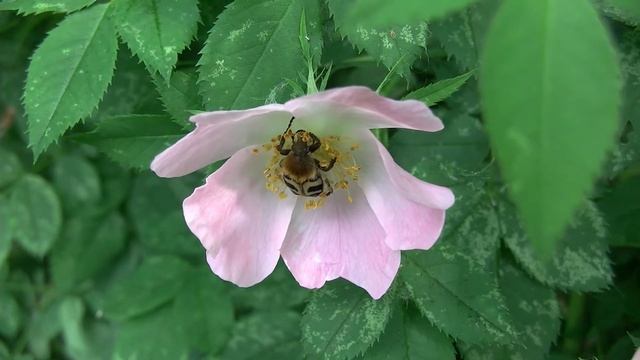 Жук Восковик перевязанный смотреть онлайн