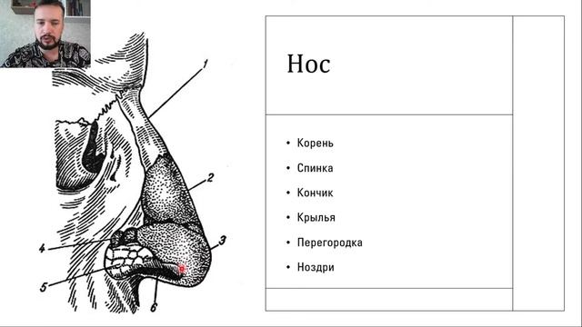 Анатомия Носа Фото