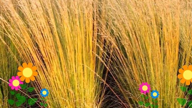 Молиния голубая Хайдебраут (Heidebraut). Краткий обзор, описание характеристик, где купить саженцы смотреть онлайн