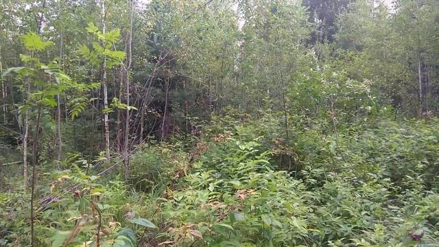 Гренадерки гаички клесты смотреть онлайн