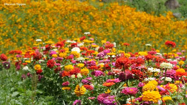 4k 富士見高原 花の里のヒャクニチソウ Zinnia Garden in hananosato 花の名所 ジニア フラワーガーデン長野観光 Japan Flower Garden смотреть онлайн