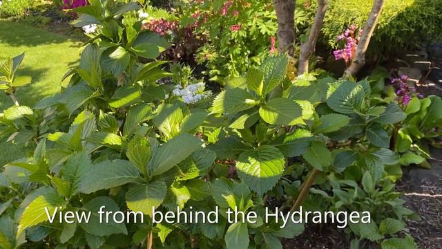 Garden Tour, Back Yard May 20, 2022 смотреть онлайн