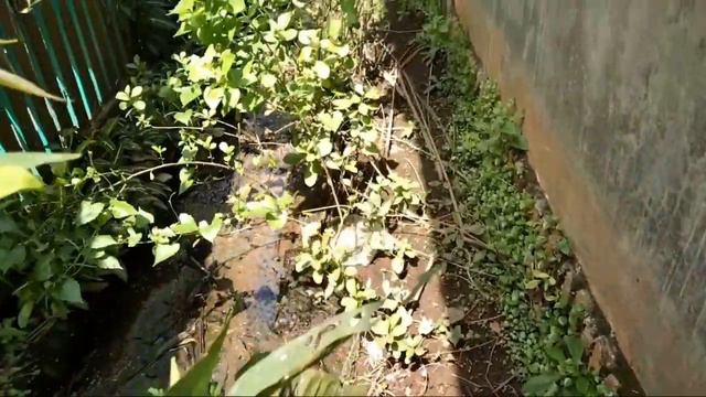 Syngonium Wendlandii смотреть онлайн