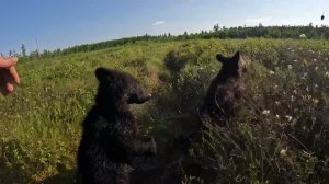 Медведи и бабочки.