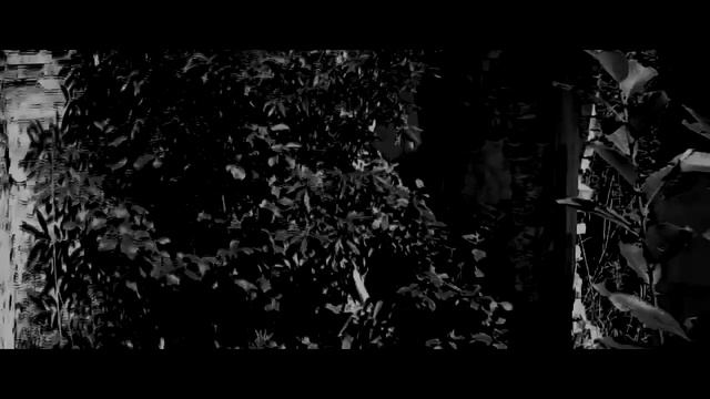 ОЧЕНЬ МРАЧНАЯ И ЖУТКАЯ АТМОСФЕРА ВИДЕО | ЧЕРНО-БЕЛЫЙ МРАК ЛЕСА | ЧАСТЬ I