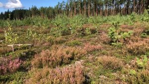 Брусника 2021 | Собираю ягоды | Лес Псковской области | Cowberry | Summer berries | Forest