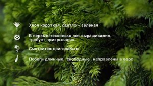 Динжер - Криптомерия японская (Cryptomeria japonica 'Dinger') - экзотическое растение