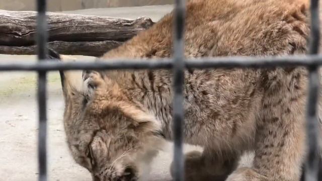 Рыська позирует на камеру! Рыс облизывается и спит))) Ryska poses for the camera! Lynx licks lips)) смотреть онлайн