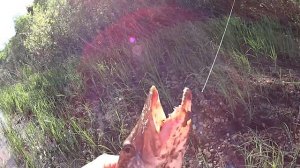 ZipBaits Rigge FLAT 45 S. Береговая рыбалка !