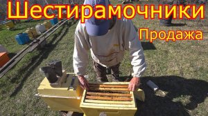 Шестирамочники. Сила на момент продажи