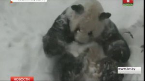 Панда радуется снегу в Вашингтоне