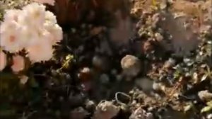 Хризантема осенью. Уход и подготовка к зиме...