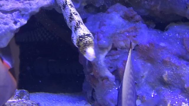 Мурена-ехидна звездчатая смотреть онлайн