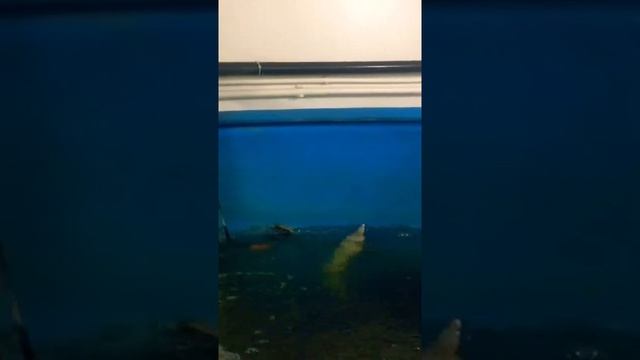 ТАНЦУЮЩИЙ ОСЁТР ФЕДЯ .
