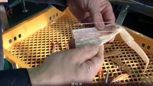 Машина для разделки краба. Сепаратор выемки мяса из ног краба. Южная Корея CHAMCO