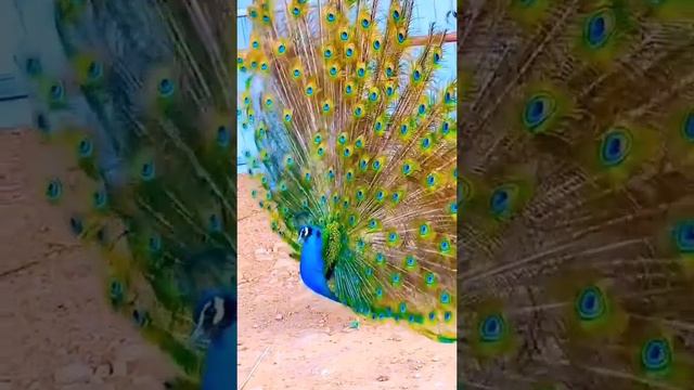 И вновь самые красивые птицы! Желаю всем хорошего настроения! смотреть онлайн