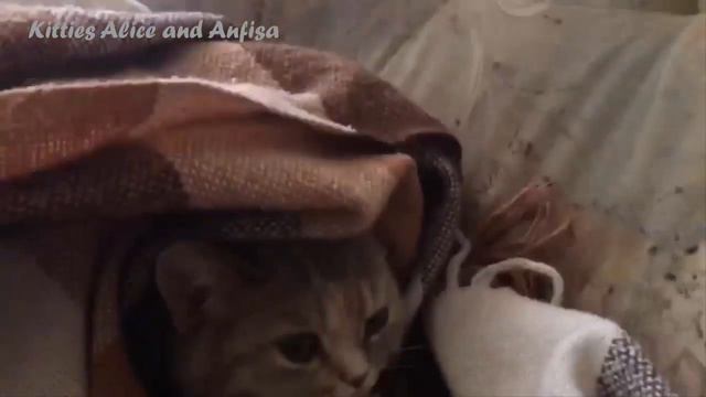 НАЙДИ КОШКУ Алиса СПРЯТАЛАСЬ смотреть онлайн