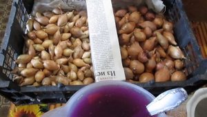 ПОСАДКА ЛУКА СЕВКА ВЕСНОЙ /// КОГДА и КАК ПРАВИЛЬНО ПОДГОТОВИТЬ перед посадкой