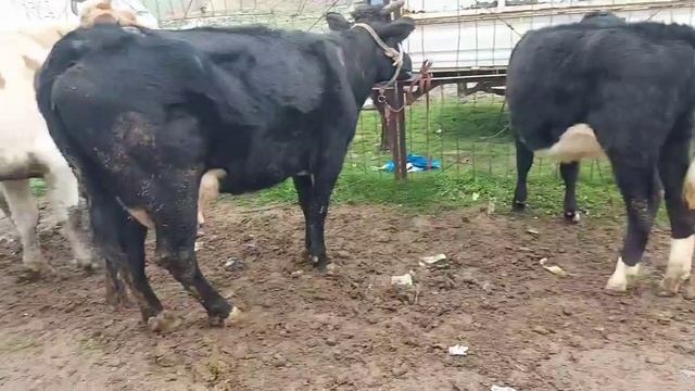 Якшанбебозори Фархор нархи Бара оча бача гови гусаладор букача, 26 февраля 2023 г. смотреть онлайн