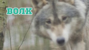 Лесные животные и обитатели леса / Какие звуки издают лесные животные и как ведут себя ?
