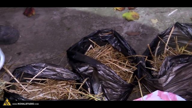 Экспериментальное выращивание дубовой вешенки в мешках с соломой