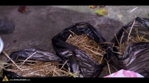 Экспериментальное выращивание дубовой вешенки в мешках с соломой