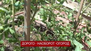 Как повел себя томат Корнабель летом 2020