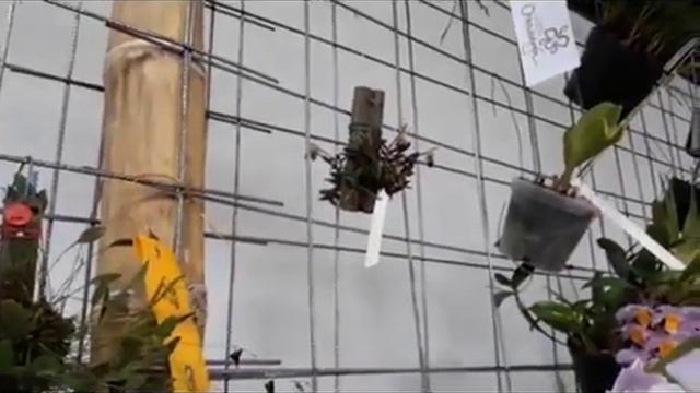 Orquideas 2018 Colombia смотреть онлайн