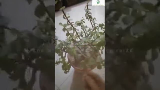 Jade Plant/ portulacaria afra - My experience смотреть онлайн