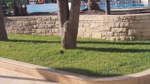 RIXOS DOWNTOWN 5* а на завтрак Шведский стол ВСЕ ВКЛЮЧЕНО Декабрь в Анталии!