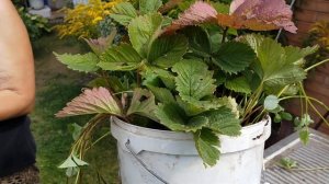 Сорт клубники который цветет до глубокой осени.