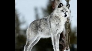 Хищник леса.Волки.