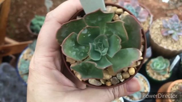 SUCULENTAS DE COLEÇÃO COM IDENTIFICAÇÃO смотреть онлайн