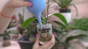 Орхидеи на адаптации. Как ПОЛИТЬ...Как УДОБРИТЬ...Как во время ПОМОЧЬ...и как итог ЗДОРОВЫЕ ОРХИДЕИ