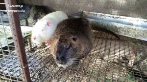 ИНБРИДИНГ В НУТРИЕВОДСТВЕ.